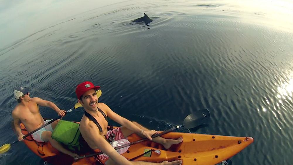 LA Tourism - LA Story Commercial Dolphins swimming next to kayakers